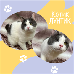 Кот ЛУНТИК 4785 - фото 17634