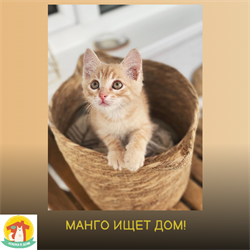 Котёнок МАНГО 4786 - фото 17635