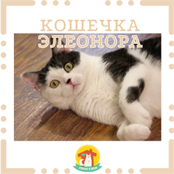 Кошка ЭЛЕОНОРА 4789 - фото 17638