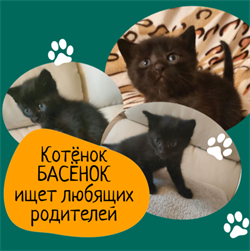 Котёнок БАСЁНОК 4790 - фото 17639