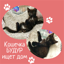 Кошечка БУДУР 4793 - фото 17642