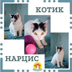Кот НАРЦИС 4795 - фото 17644