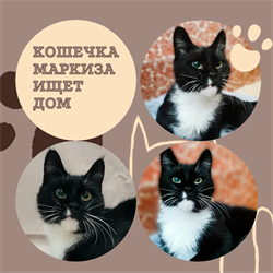 Кошка МАРКИЗА 4801 - фото 17667