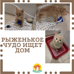 Рыженький котёнок 4808 - фото 17675