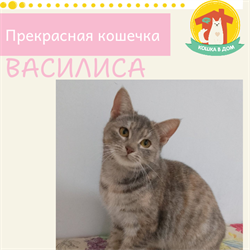Кошка ВАСИЛИСА 4810 - фото 17677