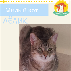 Кот ЛЁЛИК 4811 - фото 17678