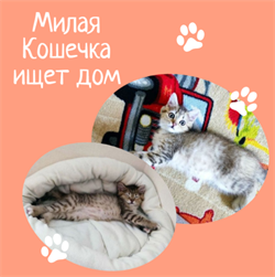 Кошечка 4812 - фото 17679