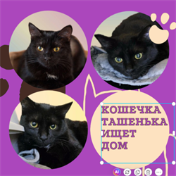 Кошка ТАШЕНЬКА 4813 - фото 17680