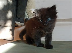 Кошка КЛЕОПАТРА 4821 - фото 17699