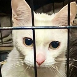 ВАНИЛЬКА 4828