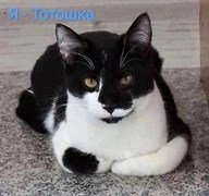 Кот ТОТОШКА 4509