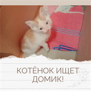 Кот КОТЁНОК 4545