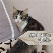 Кошка МУСЯ 4559