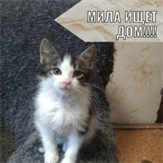 Кошка МИЛА 4575