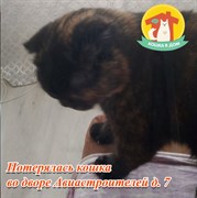 Кошка со шлейкой 4590