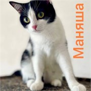 Кошка МАНЯША 4653