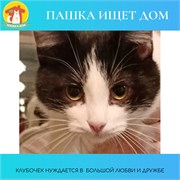 Кот ПАШКА 4689