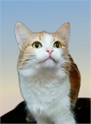 Кошка Милана 4780