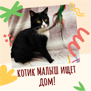 Кот МАЛЫШ 4782