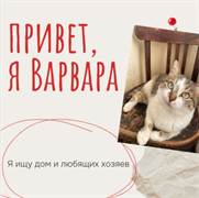 Кошка ВАРВАРА 4783