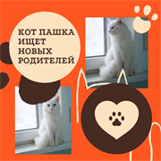 Кот ПАШКА 4784
