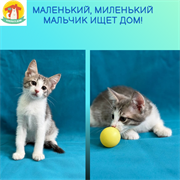 Котёнок мальчик 4787