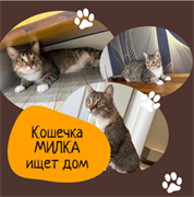 Кошка МИЛКА 4788