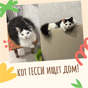 Кот ГЕССИ 4791