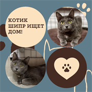 Кот ШИПР 4792