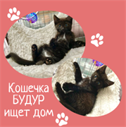 Кошечка БУДУР 4793