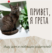 Кошка ГРЕТА 4796