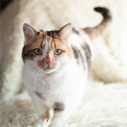 Кошка ДАША 4798