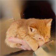 Кот РЫЖИК 4800