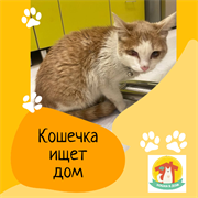 Кошечка 4802