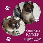 Кошка БАФФИ 4803