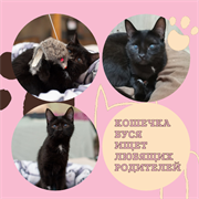 Кошка БУСЯ 4804