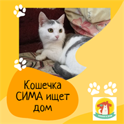 Кошечка СИМА 4805