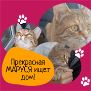 Кошка МАРУСЯ 4806