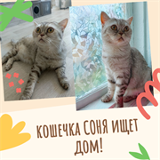 Кошка СОНЯ 4807