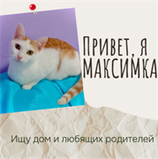 Кот МАКСИМКА 4809