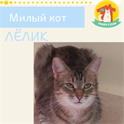 Кот ЛЁЛИК 4811