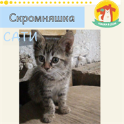 Кошка САТИ 4815