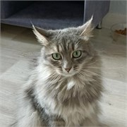 Кошка СОФИЯ 4817