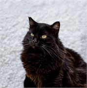 Кошка МАРГО 4816