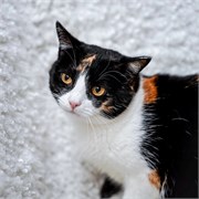 Кошка ВАРЯ 4818