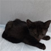 Кот САЖИК 4819