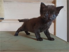 Кошка НЕФЕРТИТИ 4822