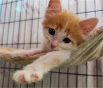 Кошка ДЕВОЧКА 4823