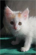 Кошка ДЕВОЧКА 4824
