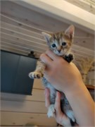 Кошка КЕРСТИН 4825